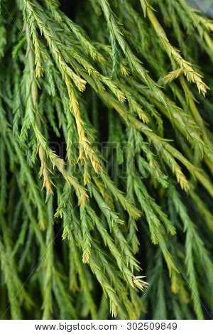 Sawara Cypress Sungold - Latin Name - Chamaecyparis Pisifera Sungold