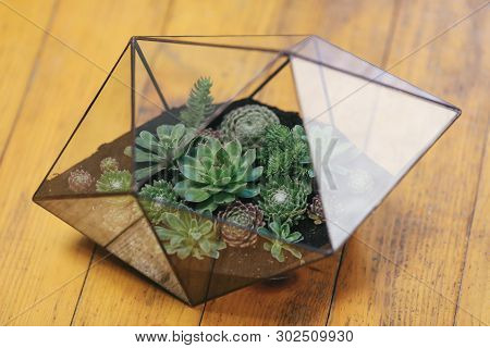 Florarium Glass Vase With Succulent Plant. Miniature Cactus Succulent Plant In A Glass Florarium Vas