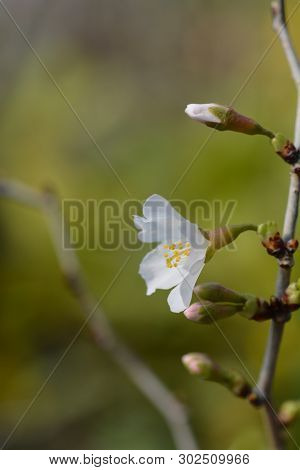Fuji Cherry Kojo-no-mai - Latin Name - Prunus Incisa Kojo-no-mai