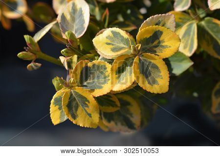 Wintercreeper Emerald And Gold - Latin Name - Euonymus Fortunei Emerald And Gold