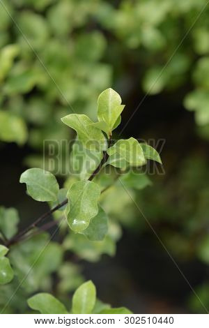 Kohuhu Leaves - Latin Name - Pittosporum Tenuifolium