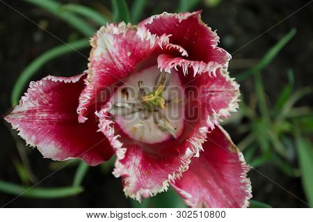 Red Tulip Photographed From Above In Garden.