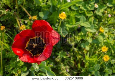 Red Tulip On Background With Grass And Dandelions.