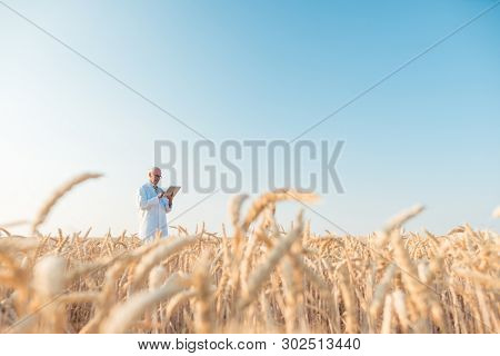 Agriculture scientist doing research in grain test field tracking data, wide shot