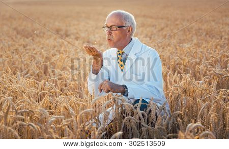 Scientist testing new breed of GMO grain sitting in a test field