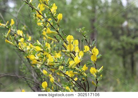 Yellow Flower Of Hairy Greenweed. Genista Pilosa. Genista Pilosa, Commonly Known As Hairy Greenweed,