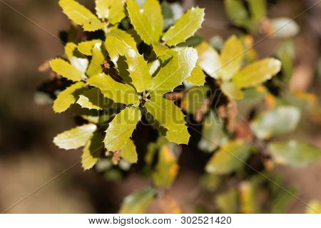 Fresh Leaves Of A Kermes Oak, Querqus Coccifera