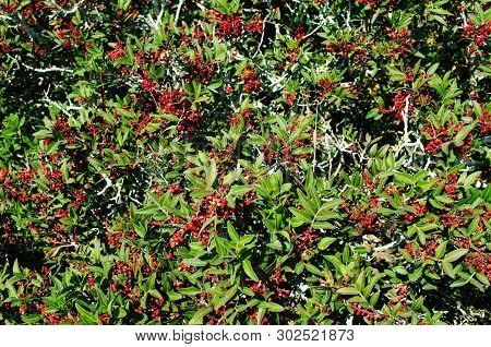 Wild Shrub With Small Oblong Red Berries.