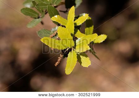 Fresh Leaves Of A Kermes Oak, Querqus Coccifera