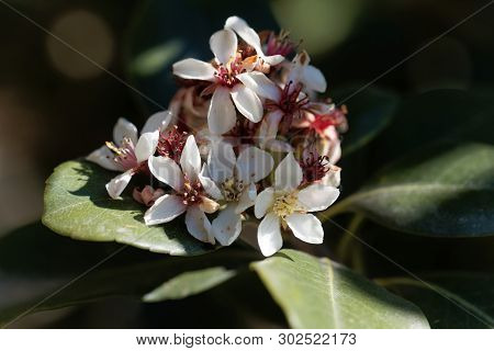 Flowers Of An Indian Hawthorn, Rhaphiolepis Indica, Bush
