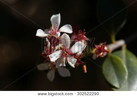 Flowers Of An Indian Hawthorn, Rhaphiolepis Indica, Bush