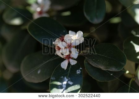 Flowers Of An Indian Hawthorn, Rhaphiolepis Indica, Bush