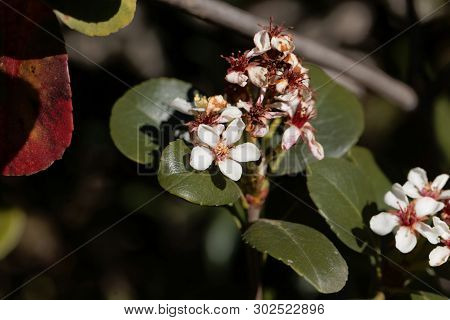 Flowers Of An Indian Hawthorn, Rhaphiolepis Indica, Bush