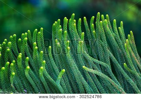 Cryptomeria Japonica (dhupi) Tree Closeup Leafs Pointed