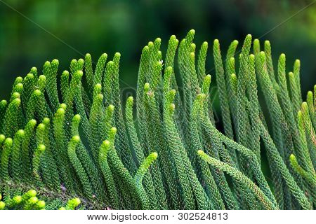 Cryptomeria Japonica (dhupi) Tree Closeup Leafs Pointed