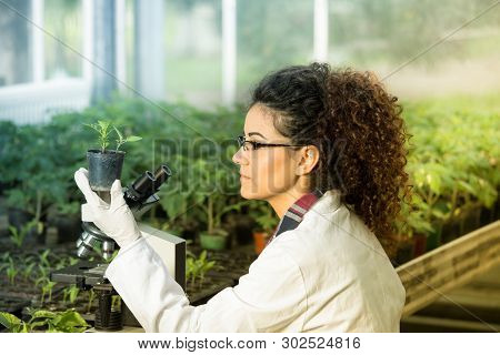 Young Woman Biologist Holding Flower Pot With Sprout And Checking It Growth Beside Microscope In Gre