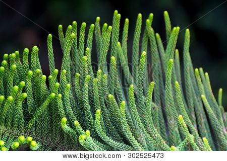 Cryptomeria Japonica (dhupi) Tree Closeup Leafs Pointed