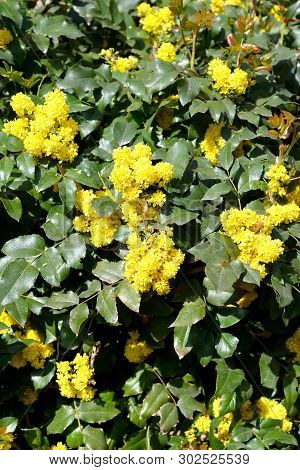 Trailing Mahonia (mahonia Aquifolium (pursh) Nutt.). Blossoming