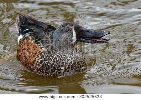 Close Up Of A Male Australasian Shoveler (spatula Rhynchotis) Swimming In The Water