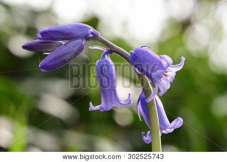 Close Up Of A Single Bluebell (hyacinthoides Non-scripta) Flower In Bloom