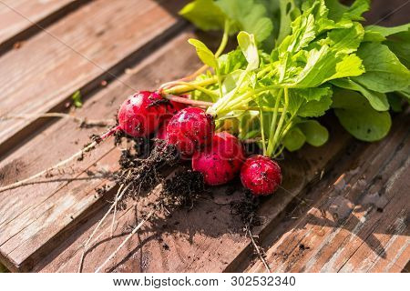 Freshly Harvested Radishes On Rustic Table.seasonal Cooking, Food Styling. European Red Radishes Rap