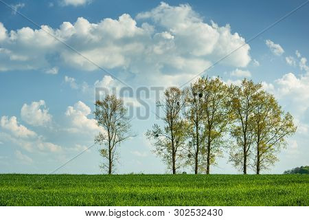 Trees Growing On A Green Field Of Grain And Clouds On A Blue Sky - Sunny Spring View