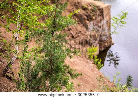 A Small Pine And Birch Tree Next To A Stone Quarry In The Park