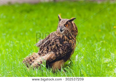 Adult Burrowing Owl Athene Cunicularia Perched Outside Its Burrow.
