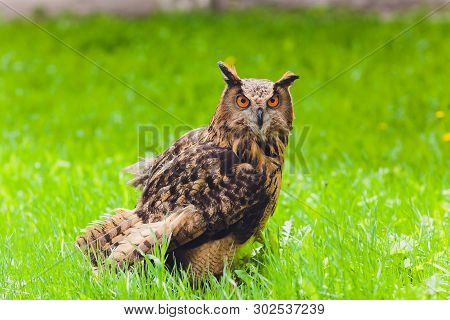 Adult Burrowing Owl Athene Cunicularia Perched Outside Its Burrow.