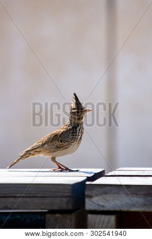 Crested Lark Or Galerida Cristata Bird. Nature Concept