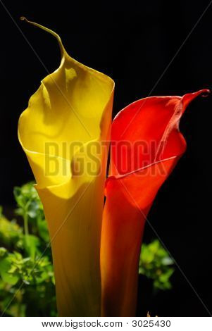 Fiori