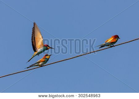 Bee-eater, European Bee-eater Bird On Power Line Wire.