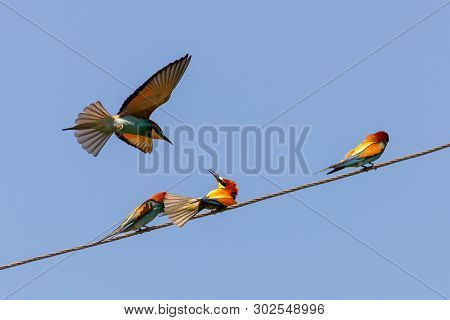 Bee-eater, European Bee-eater Bird On Power Line Wire.