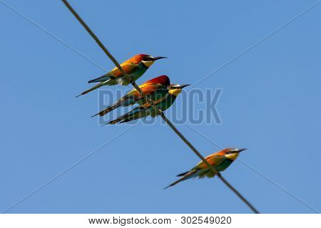 Bee-eater, European Bee-eater Bird On Power Line Wire.