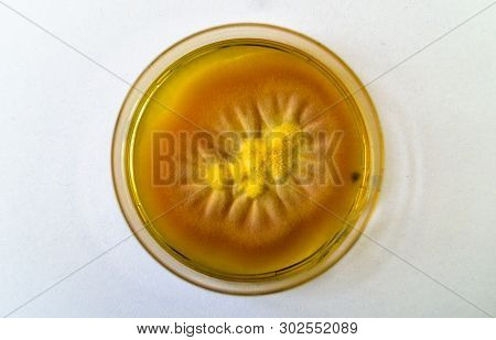 Mold Grown On A Sabouraud Agar Medium In A Petri Dish.