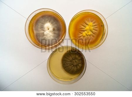 Mold Grown On A Sabouraud Agar Medium In A Petri Dish.