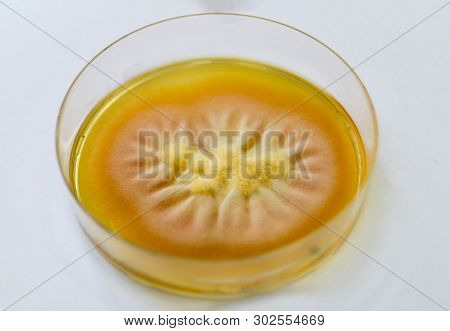 Mold Grown On A Sabouraud Agar Medium In A Petri Dish.