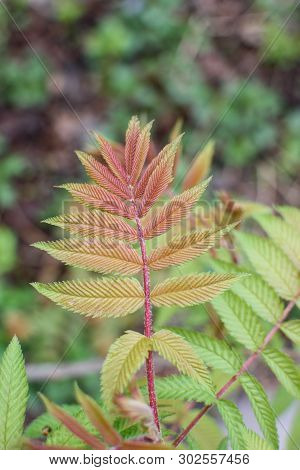 A Young Branch Of A Rowan Tree With Fresh Young Green Leaves.