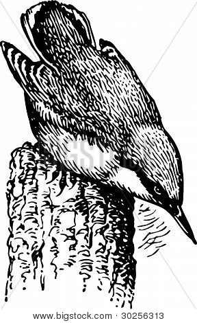 Fugle sittidae