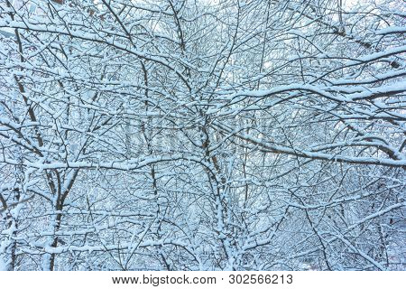 Winter's Tale, Lovely Winter Scenery, Winter Park in Snow, Whitened Spruce Branch with a Snowy Forest in the Background, Snow-Covered Trees in the City Park, Snowing, Winter Park Background