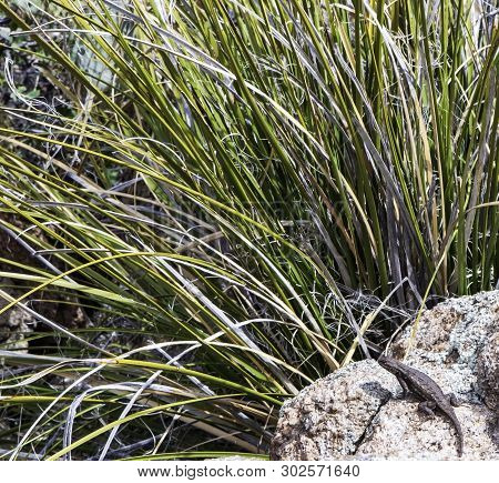 A Desert Spiny Lizard (sceloporus Magister) On A Sunning Itself On A Rock Next Ot High Grass In Ariz