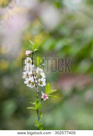 Flower Is Blooming In The Part Of The Bitanic Garden,