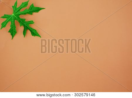 Creative Blackground ,pink Background With Leaves Are Baeutiful
