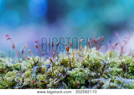 Moss In The Forest Close-up On A Blue Background. Concept Of Forest Nature, Microcosm, Macrocosm. Ma