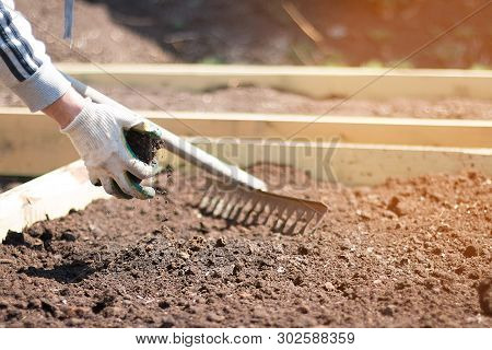 The Gardener Loosens The Earth With A Rake