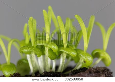 Seedlings Of Delosperma Bosseranum