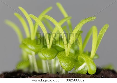 Seedlings Of Delosperma Bosseranum