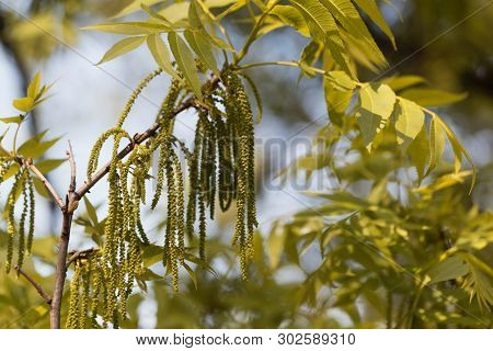 Flowers Of A Pecan, Carya Illinoinensis.
