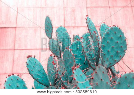 Cactus On Pink Background  Pink And Turquoise Toning