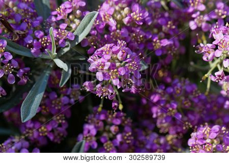 Pink Flowers Of Alyssum Spinosum